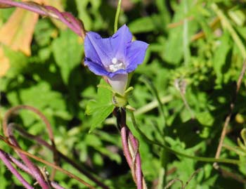 Ipomoea barbatisepala, Canyon Morning-glory, Southwest Desert Flora